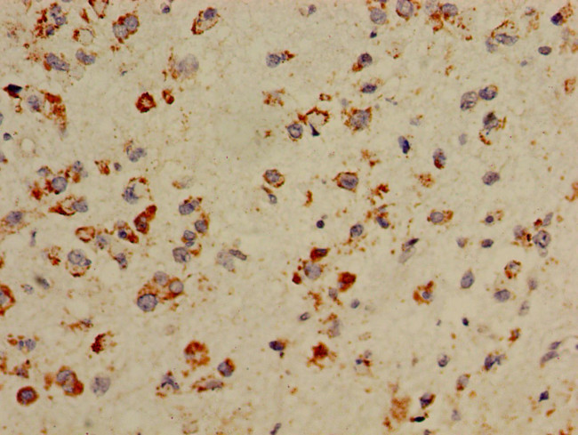 COX5A Antibody in Immunohistochemistry (Paraffin) (IHC (P))