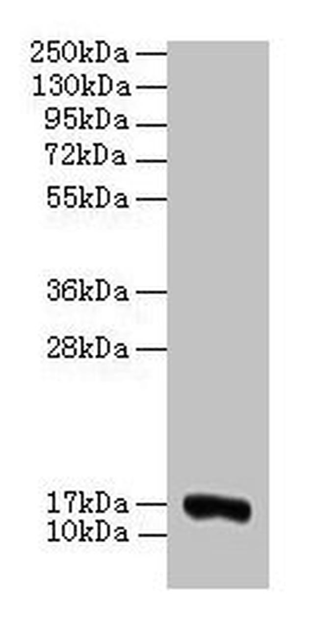 COX5A Antibody in Western Blot (WB)