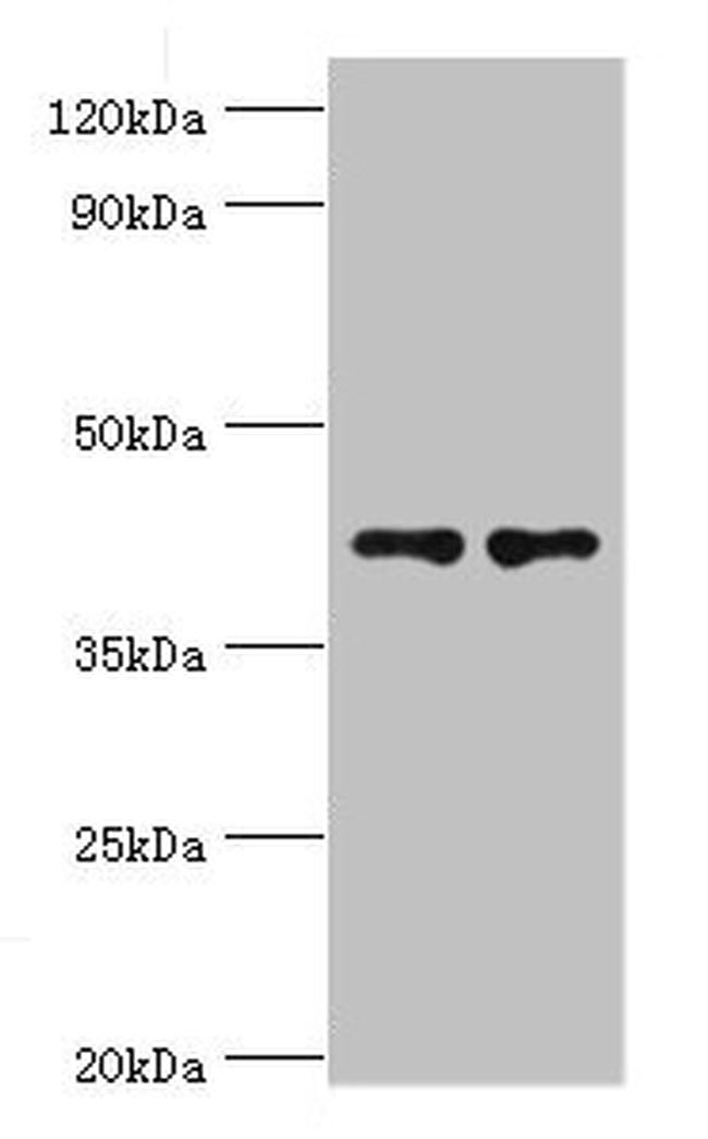 CD33 Antibody in Western Blot (WB)