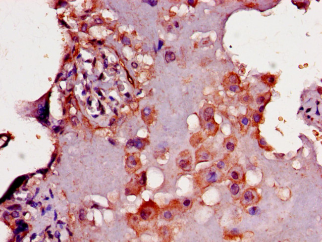 CD33 Antibody in Immunohistochemistry (Paraffin) (IHC (P))