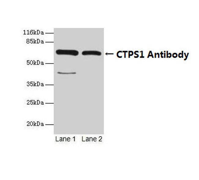 CTPS Antibody in Western Blot (WB)