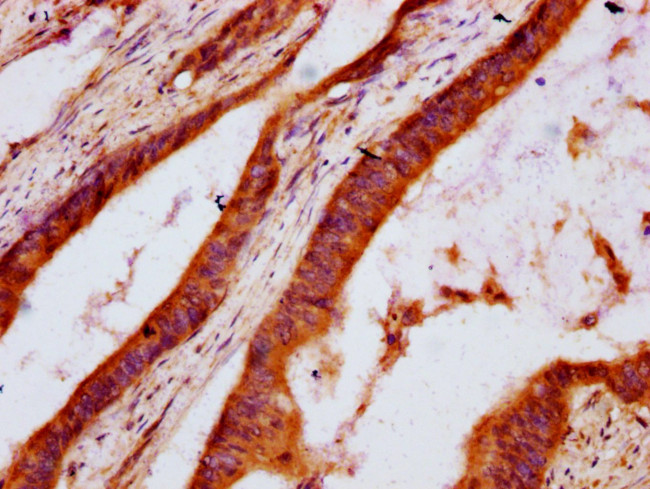 DHCR7 Antibody in Immunohistochemistry (Paraffin) (IHC (P))