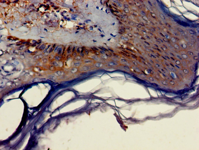 DNAJB2 Antibody in Immunohistochemistry (Paraffin) (IHC (P))