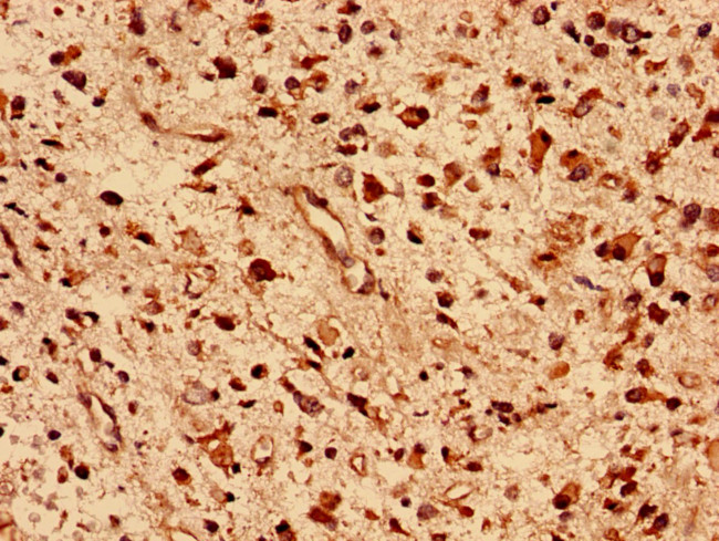 DNAJB5 Antibody in Immunohistochemistry (Paraffin) (IHC (P))