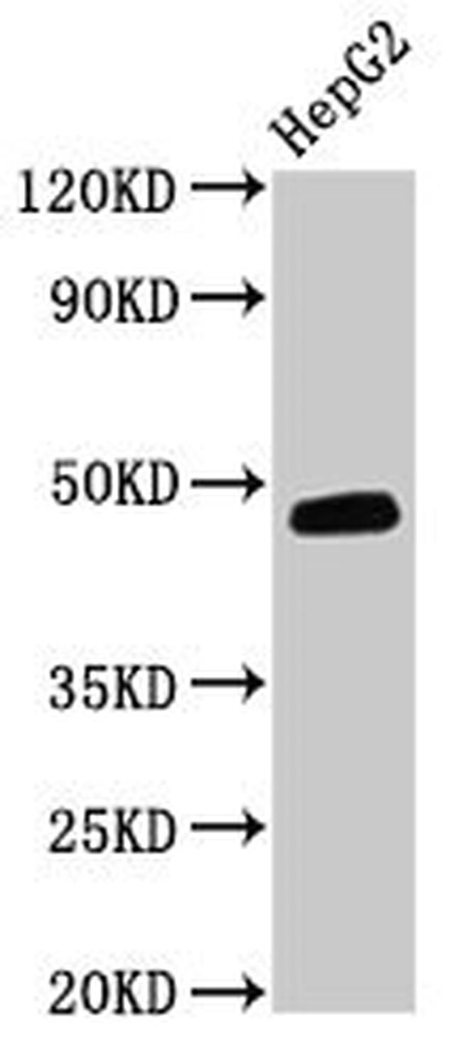 DNAJB5 Antibody in Western Blot (WB)