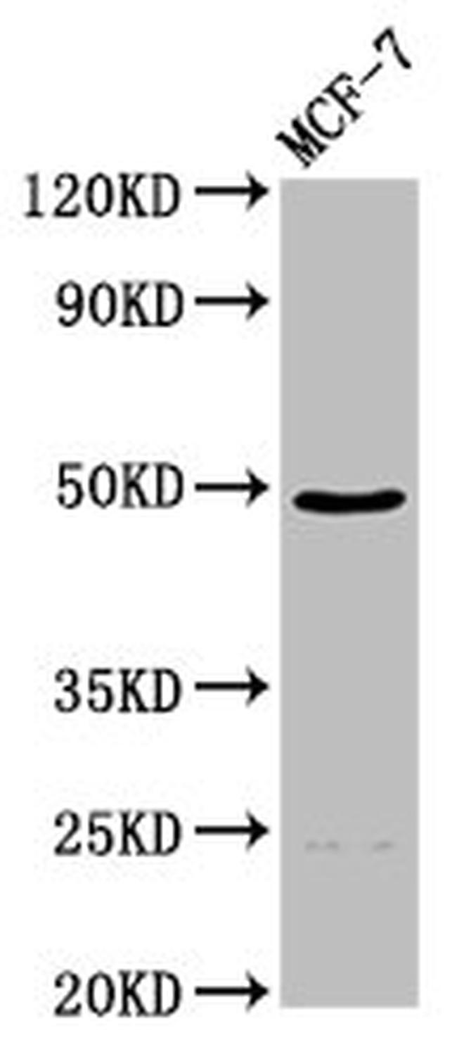 ECM1 Antibody in Western Blot (WB)