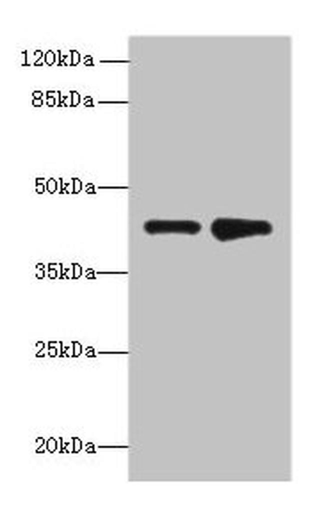 HuD Antibody in Western Blot (WB)