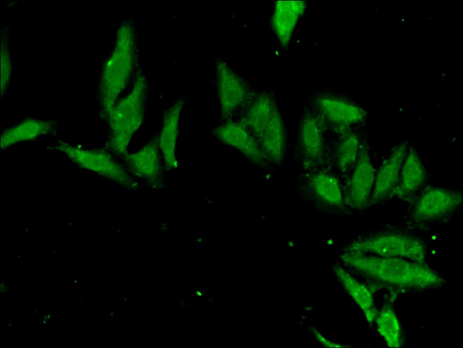 EN2 Antibody in Immunocytochemistry (ICC/IF)