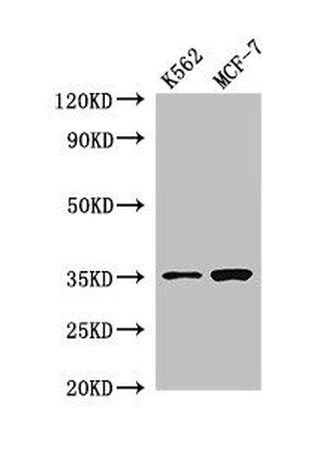 EN2 Antibody in Western Blot (WB)