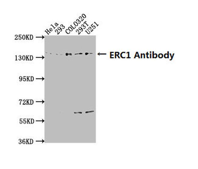 ERC1 Antibody in Western Blot (WB)