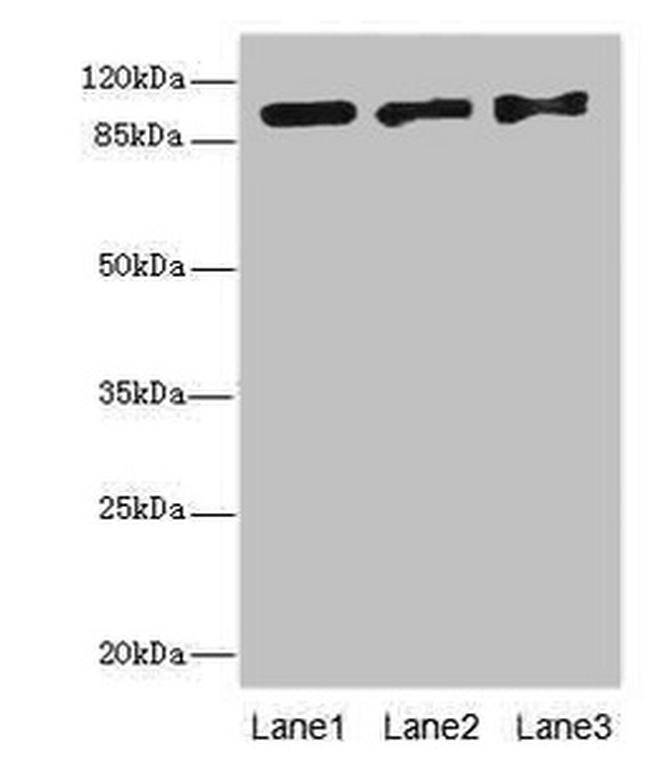 EXO1 Antibody in Western Blot (WB)