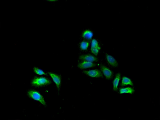 FADS1 Antibody in Immunocytochemistry (ICC/IF)