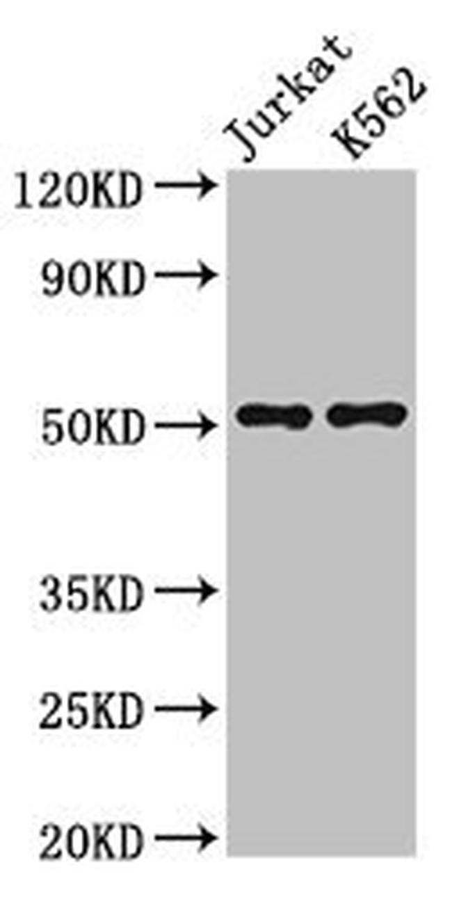 FLI1 Antibody in Western Blot (WB)