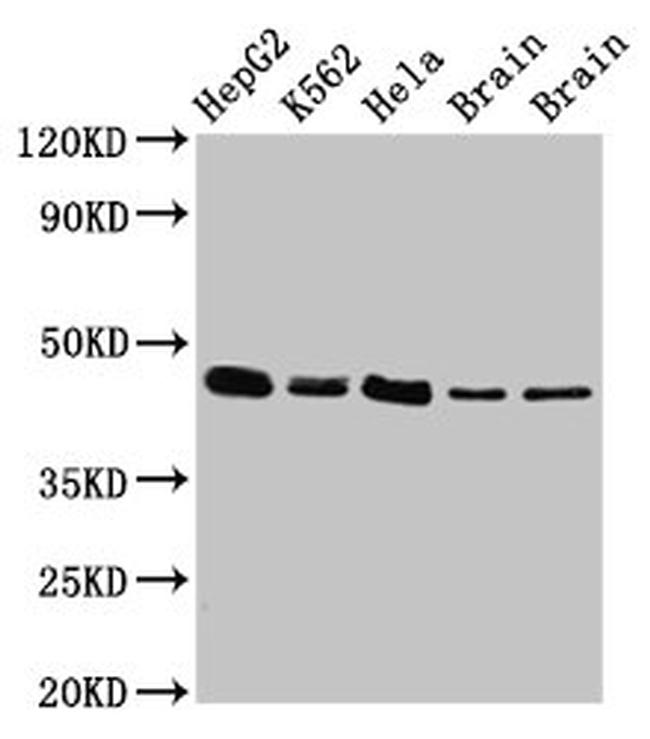 Flotillin 1 Antibody in Western Blot (WB)