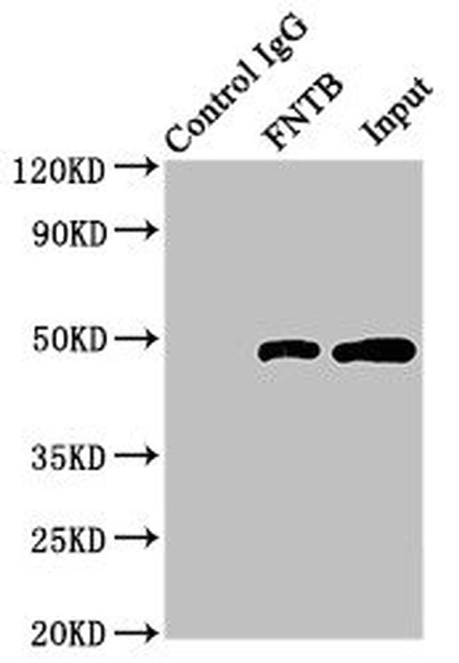 FNTB Antibody in Western Blot (WB)