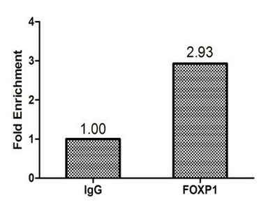 FOXP1 Antibody in ChIP Assay (ChIP)