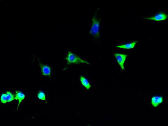 TSTA3 Antibody in Immunocytochemistry (ICC/IF)