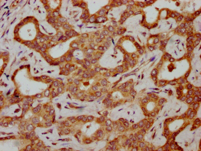 HBG2 Antibody in Immunohistochemistry (Paraffin) (IHC (P))