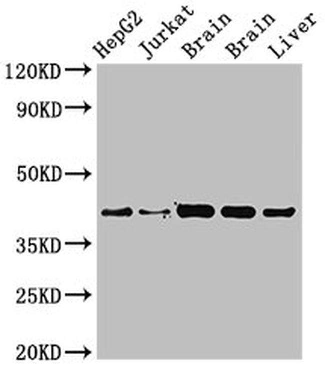 IDH3A Antibody in Western Blot (WB)