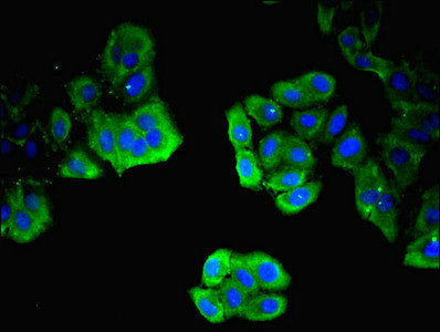 ITM2A Antibody in Immunocytochemistry (ICC/IF)