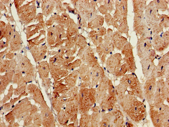 ATG13 Antibody in Immunohistochemistry (Paraffin) (IHC (P))