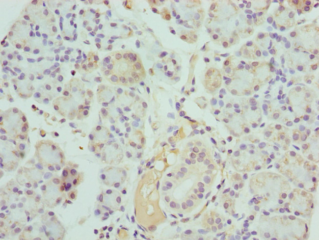 Kallikrein 10 Antibody in Immunohistochemistry (Paraffin) (IHC (P))