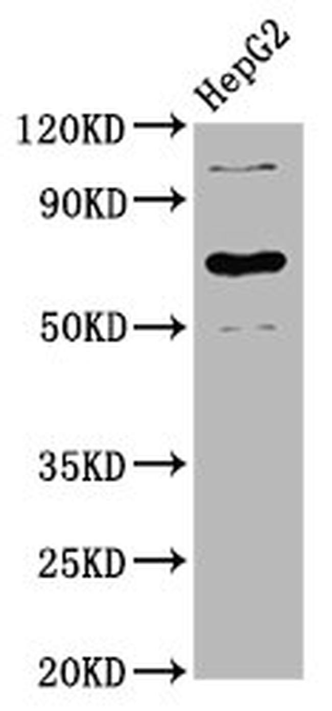 LILRB3 Antibody in Western Blot (WB)