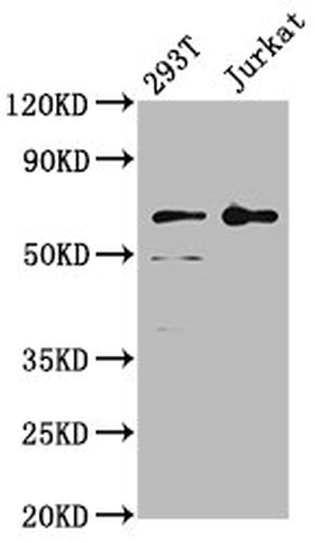 LILRB2 Antibody in Western Blot (WB)