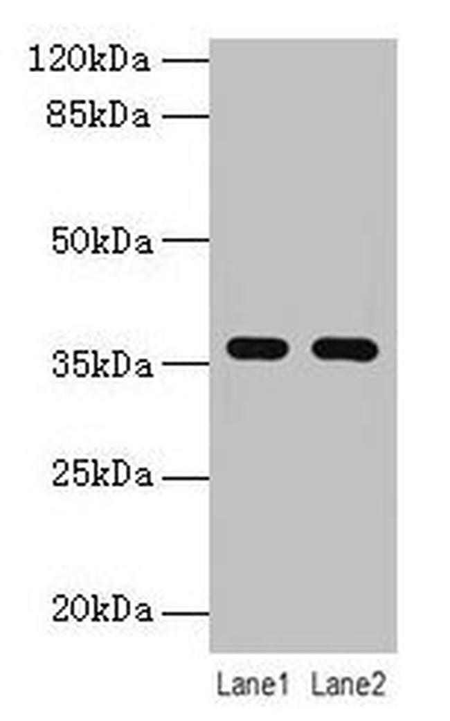 LYPD3 Antibody in Western Blot (WB)