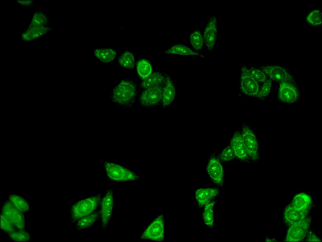 TIP47 Antibody in Immunocytochemistry (ICC/IF)