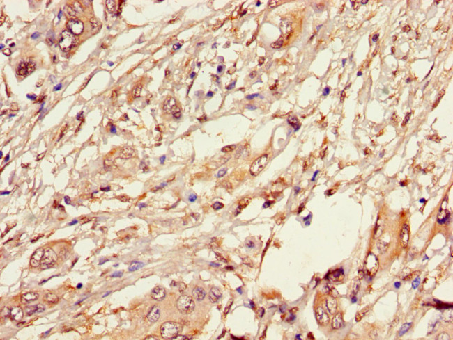 TIP47 Antibody in Immunohistochemistry (Paraffin) (IHC (P))