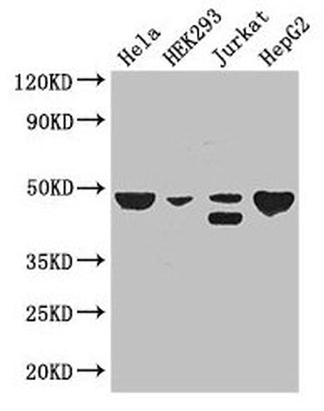 TIP47 Antibody in Western Blot (WB)