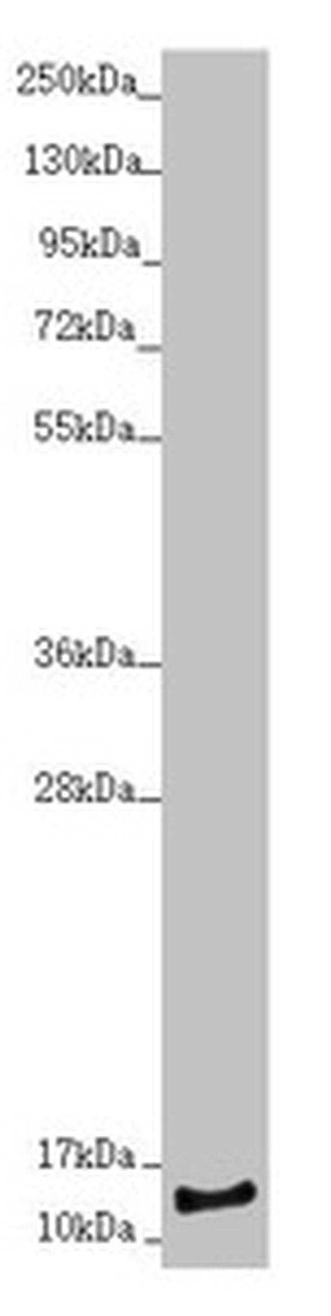 NDUFS6 Antibody in Western Blot (WB)