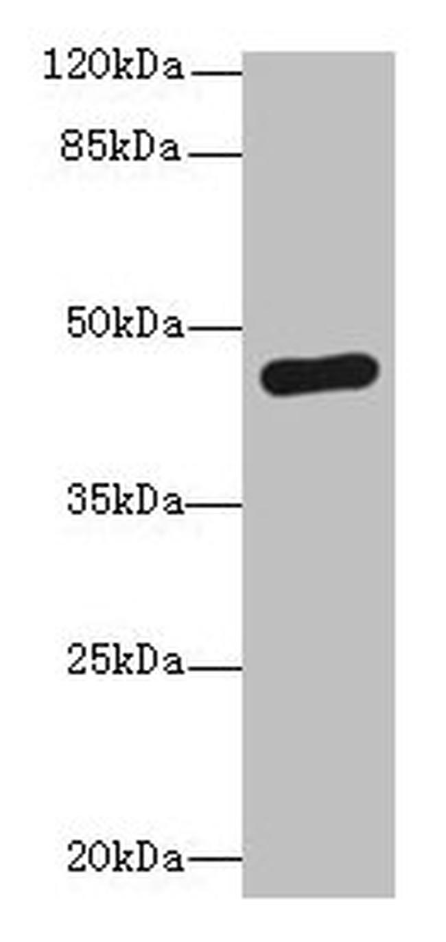 PGK2 Antibody in Western Blot (WB)