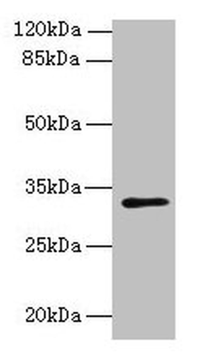 PPAP2C Antibody in Western Blot (WB)