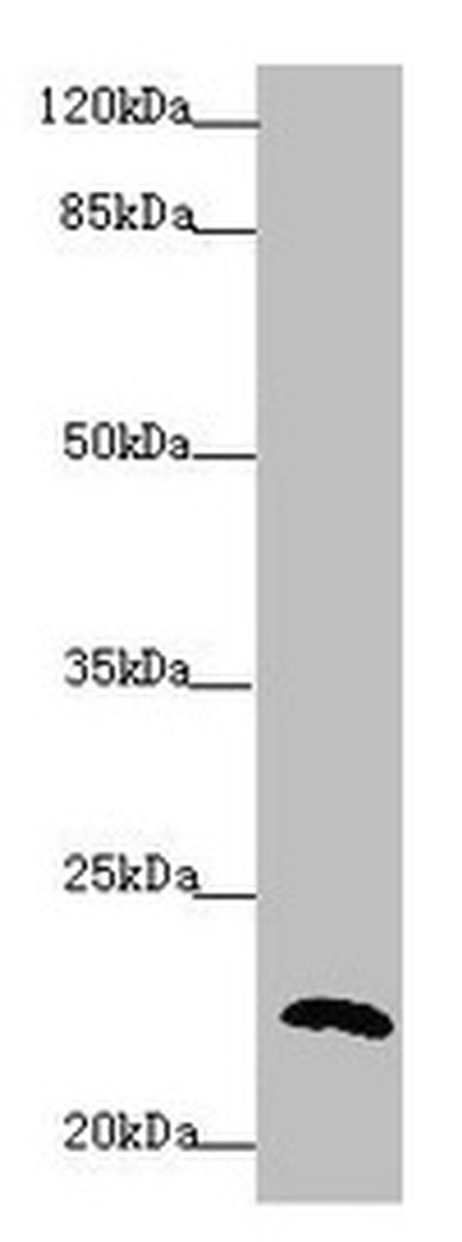 Cyclophilin F Antibody in Western Blot (WB)