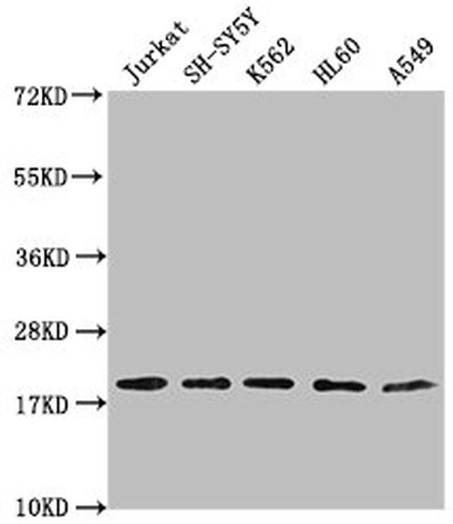 RPL24 Antibody in Western Blot (WB)