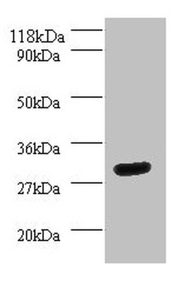 14-3-3 eta Antibody in Western Blot (WB)