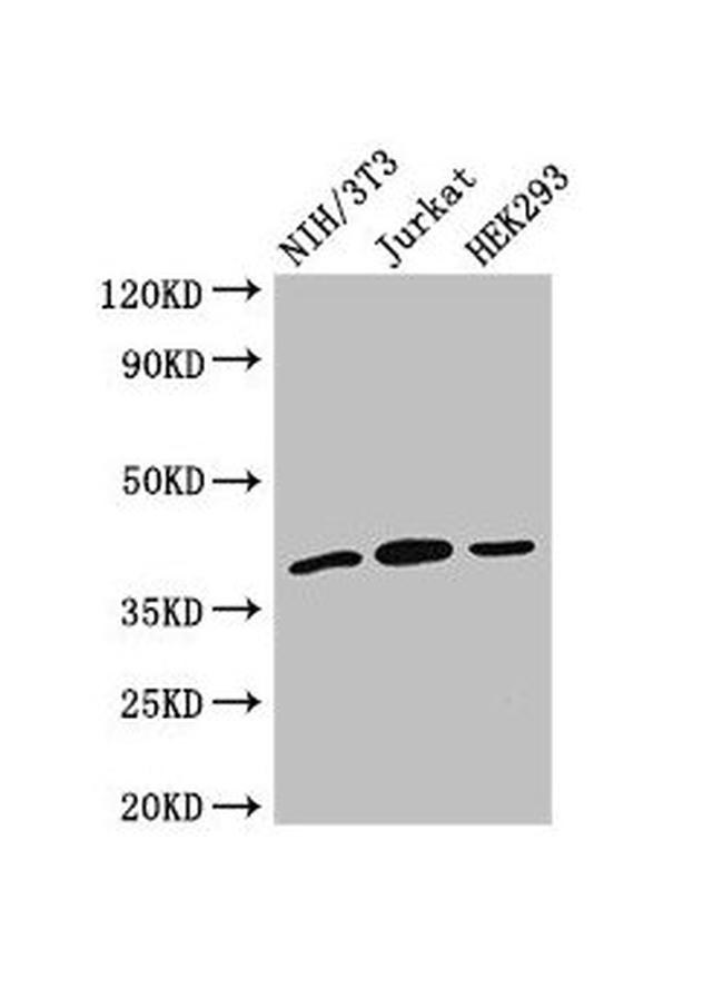 SPRY2 Antibody in Western Blot (WB)
