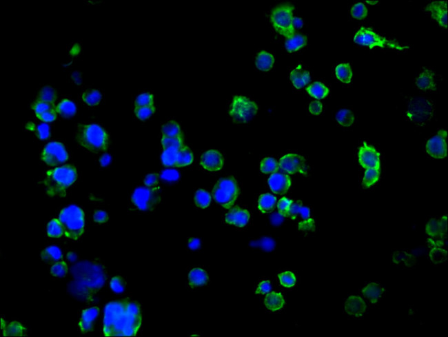SUSD5 Antibody in Immunocytochemistry (ICC/IF)