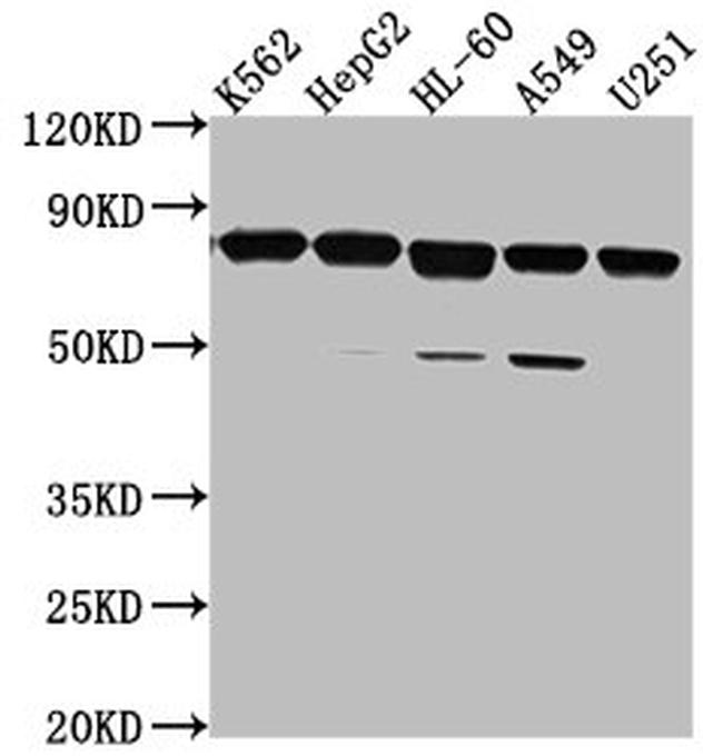 TMEM214 Antibody in Western Blot (WB)