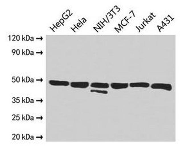 ENO1 Antibody in Western Blot (WB)