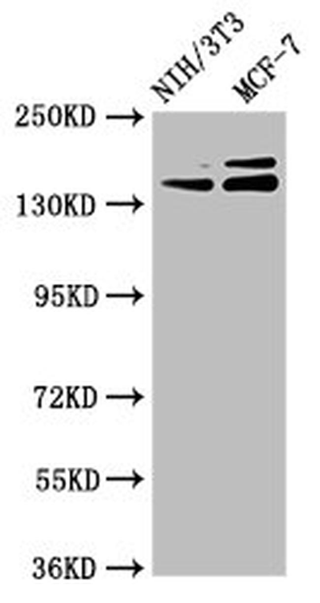 UMODL1 Antibody in Western Blot (WB)