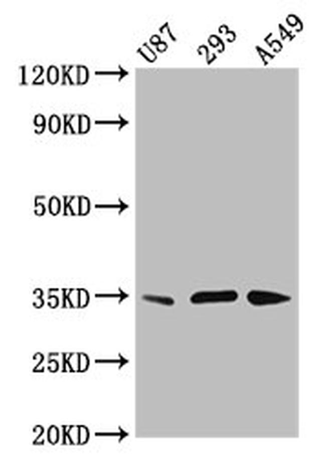 VAX1 Antibody in Western Blot (WB)