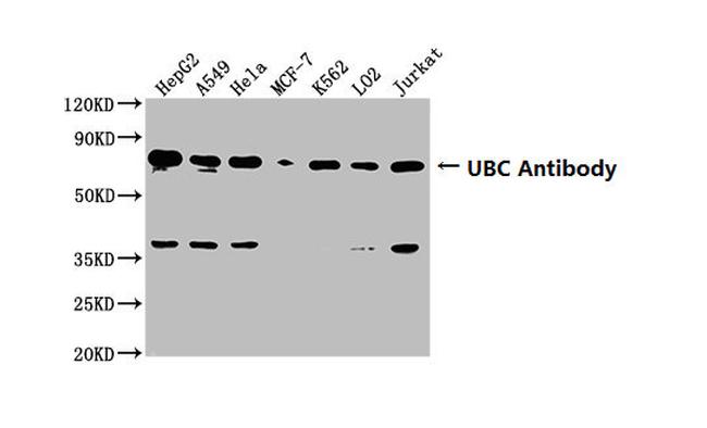 Ubiquitin Antibody in Western Blot (WB)