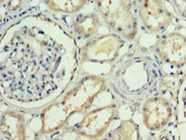 RBP4 Antibody in Immunohistochemistry (Paraffin) (IHC (P))