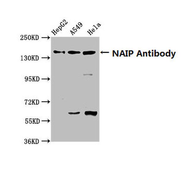 NAIP Antibody in Western Blot (WB)