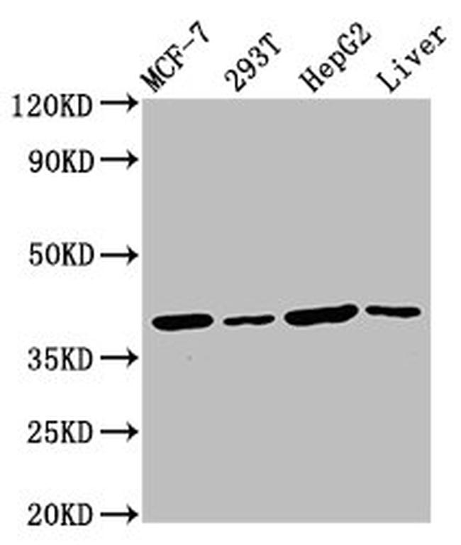 C1orf69 Antibody in Western Blot (WB)