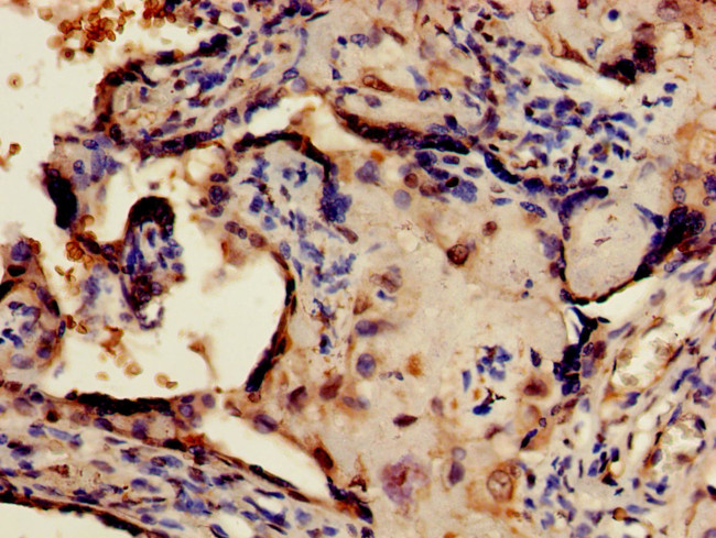 Torc1 Antibody in Immunohistochemistry (Paraffin) (IHC (P))