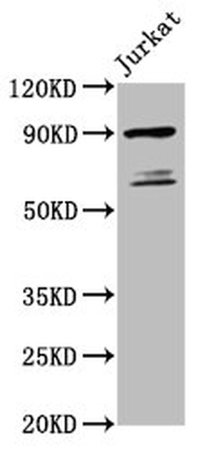 TAX1BP1 Antibody in Western Blot (WB)